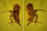 mm Fossil Cicada (Auchenorrhyncha) Nymph In Baltic Amber #123393-1